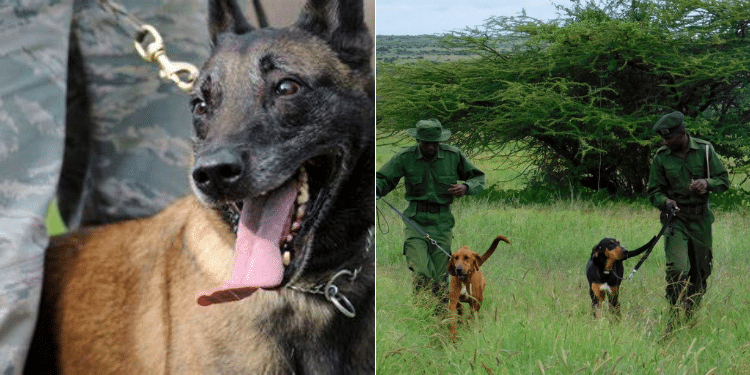 A Collage Photo Of A Sniffer Dog With Police Officers At Work. 