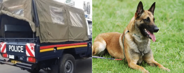 Details Of Belgian Malinois Police Dog That Went Missing In Meru Details Of Belgian Malinois Police Dog That Went Missing In Meru