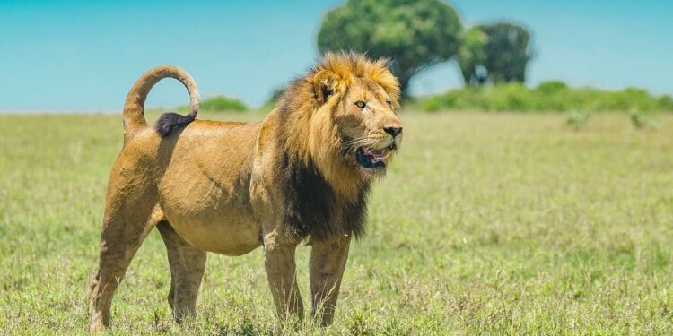 Kws Clarifies Reports On Killing Of Maasai Mara'S Famous Lion Kws Responds To Killing Of Olobor Lion Inside Maasai Mara National Reserve