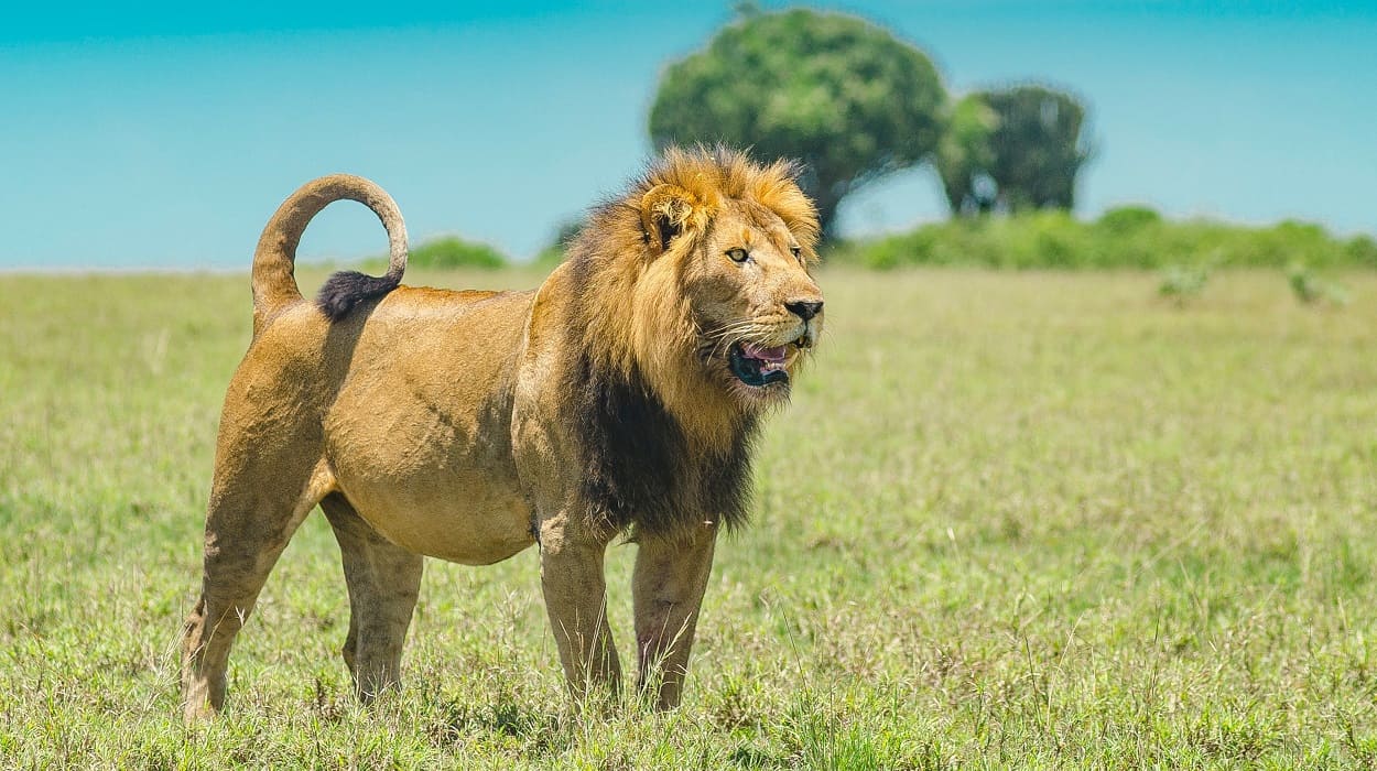 Kws Responds To Killing Of Olobor Lion Inside Maasai Mara National Reserve