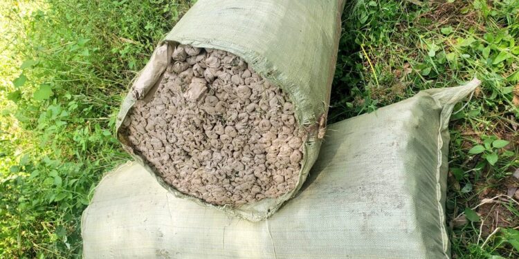 Part Of The Sacks Containing The 531Kgs Of Bhang Worth Sh15 Million Recovered In A Homestead In Migori County On February 20, 2024