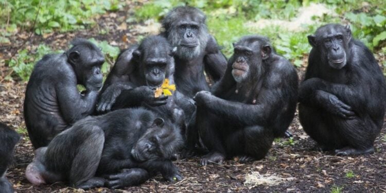 Chimpanzee