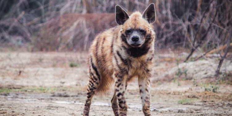 Kws Breaks Silence After Students Protest Over Hyena Attack