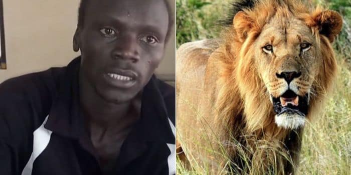 Kenyan Couple Nurse Injuries After Wrestling A Lion Lion