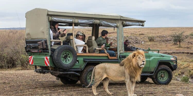 Kws Clarifies Reports On Killing Of Maasai Mara'S Famous Lion Kws Responds To Killing Of Olobor Lion Inside Maasai Mara National Reserve