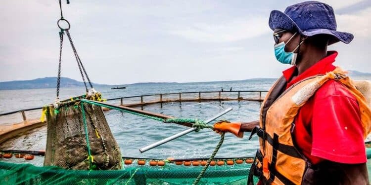 A Worker Catches Fish At Victory Farms Founded By Joseph Rehmann In Homa Bay County. Photo/Courtesy