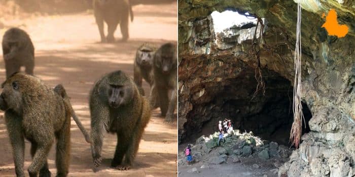 A Collage Of A Troop Of Baboons (Left) And The Baboon Parliament Caves In Suswa (Right). Photo/Kenyan Vigilante ?X