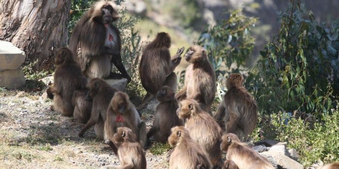 The Hidden Gems Of Kenya: Exploring The Baboon Parliament In Suswa Baboon Parliament