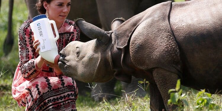 Truth Behind Princess Of Wales Kate Hiding In Kenya