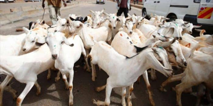 Nema Shuts Down Kiamaiko Slaughterhouses In Nairobi 