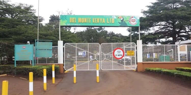Delmonte + Theft