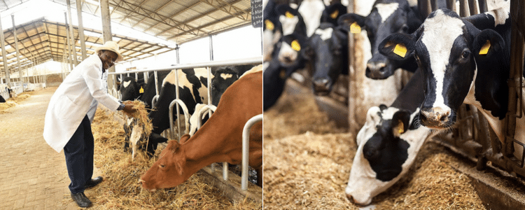 Why Farmers Risk Fine Or Jail In Cabinet-Approved Bill