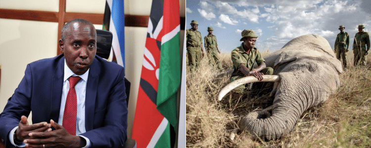 Governor Lenku Exposes Tanzania Over Elephant Killings Along Border