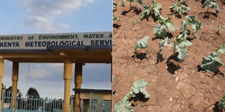 A Collage Of Kenta Meteorological Headquarters And Kales In In A Dry Land