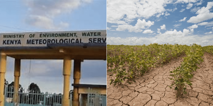 A Collage Of Kenta Meteorological Headquarters And Crops In Dry Cracked Land. Photo/ Courtesy