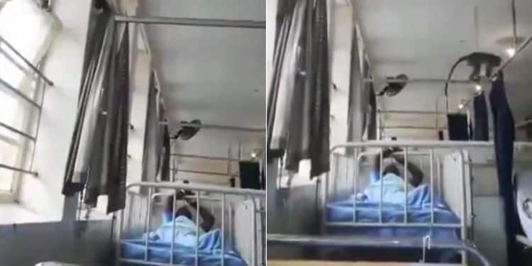 Origin Of Video Showing Monkeys Terrorizing Patients In A Hospital Ward A Collage Of Screengrabs Showing Monkeys Terrororizing Patients In A Hospital Ward.