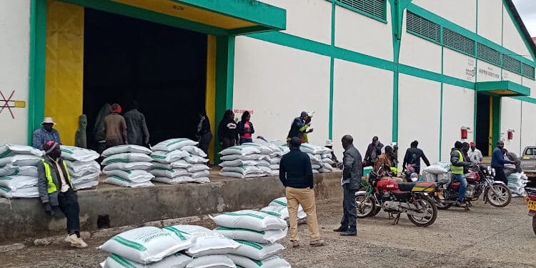 Fertilizer Program Emerges As Game-Changer In Western Kenya As Farmers Report Major Gains How Affordable Fertilizer Is Boosting Crop Production In Western Kenya