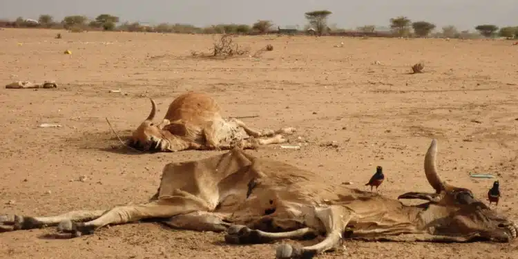 World Met Department Predicts El Nino &Amp; Extreme Temperatures