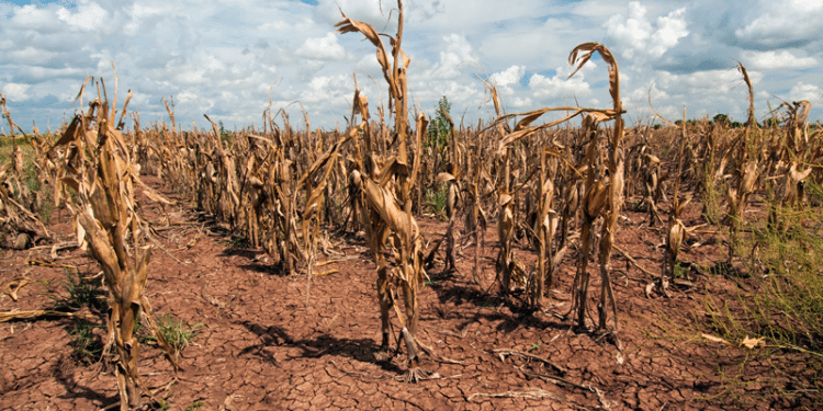 Africa To Boil In Global Warming Climate Change