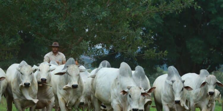 Details Of Rare Cow That Costs Ksh 628 M 