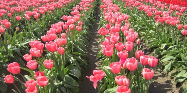 Uk Suspends Tariff For Flower Exports Effective Immediately