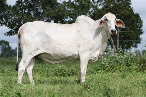 A Nelore Cow Breed. Photo/ Courtesy