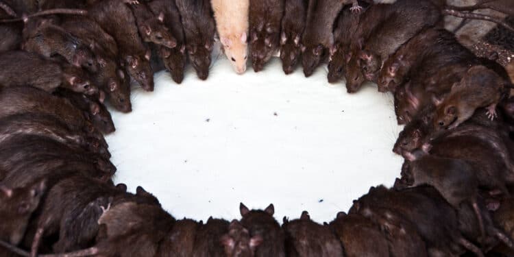 A Photo Pf Rats Talking At Karni Mata Temple In India. Photo/Courtesy.
