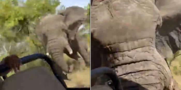 Us Woman Killed By Elephant Attack.