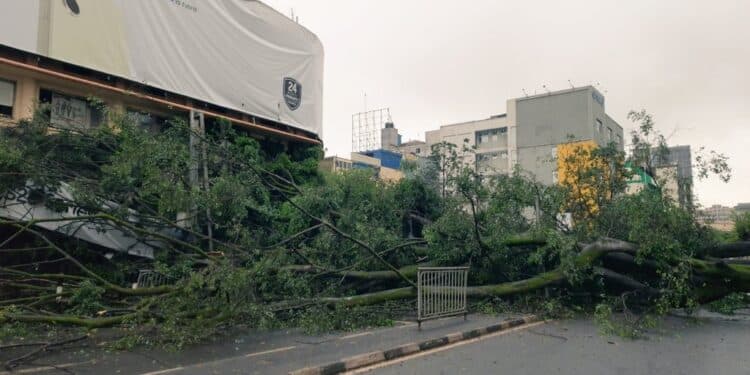A Fallen Tree Blocks The Moi Avenue In Nairobi Cbd. 