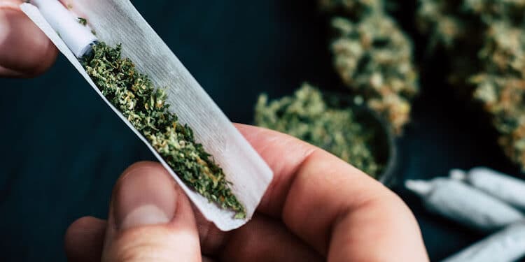 Details Of New Bhang Law Ramaphosa Signed Hours To South Africa’s Election A Photo Of Harvested Bhang. Phot/ Courtesy