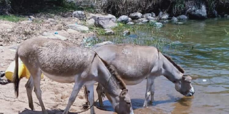 Confession By Suspects Selling Donkey Meat In Nairobi Saves Them From Angry Mob Suspects Selling Stolen Donkey Meat In Nairobi Arrested