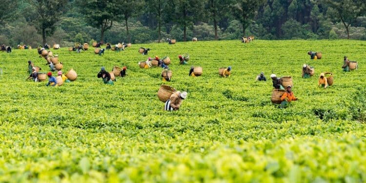 Limuru Tea