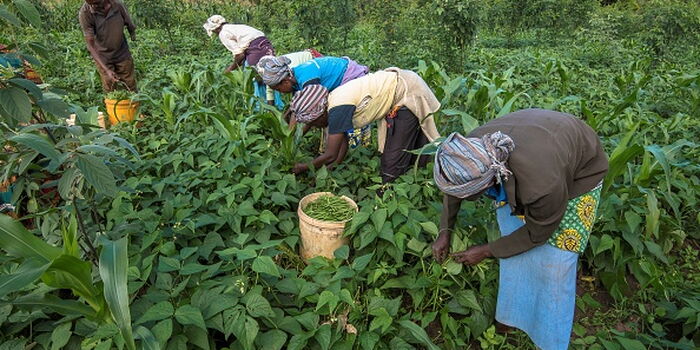 Linturi Rules Out Compensation For Farmers Hit By Floods 