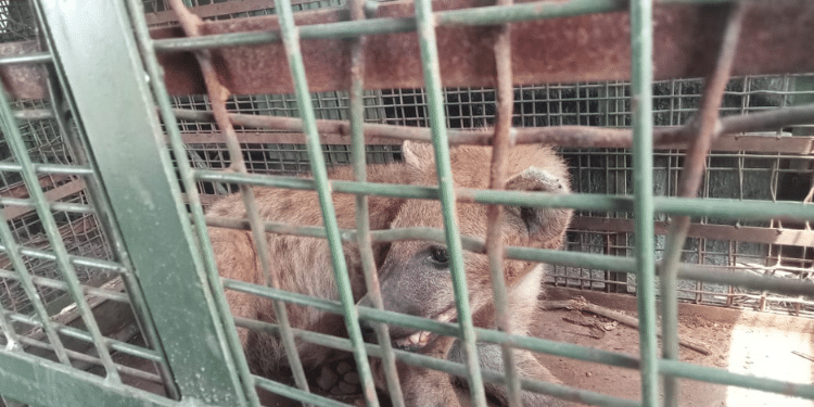 A Hyena Locked Inside A Trap.