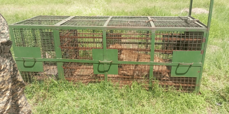 The Stray Hyena Locked Inside A Cage By Kws Officers. 