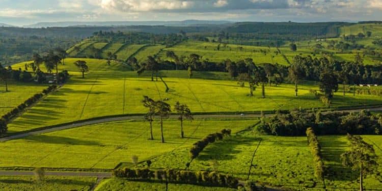 Limuru Tea