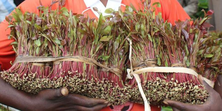 Tough Rules To Regulate Miraa Sale &Amp; Use Adopted A Photo Muguka Farmers. Photo/Courtesy.