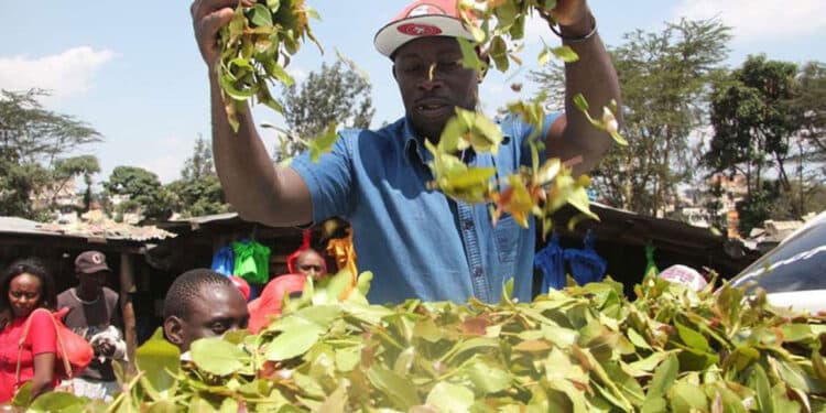 Muguka: Embu County Prepares Lawsuit To Safeguard Trade