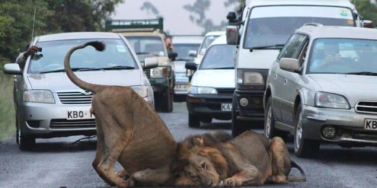 Kws Addresses Lion Sighting Concerns In Langata