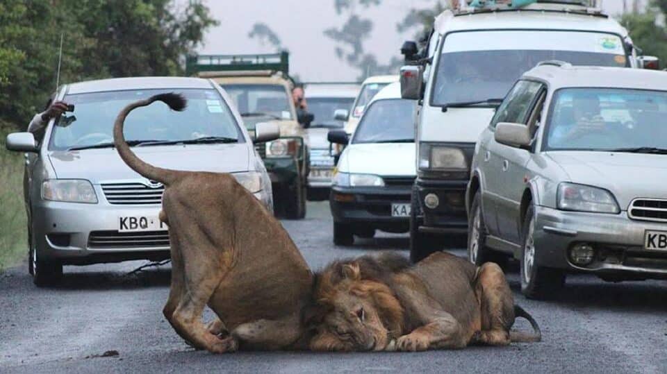 Kws Addresses Lion Sighting Concerns In Langata