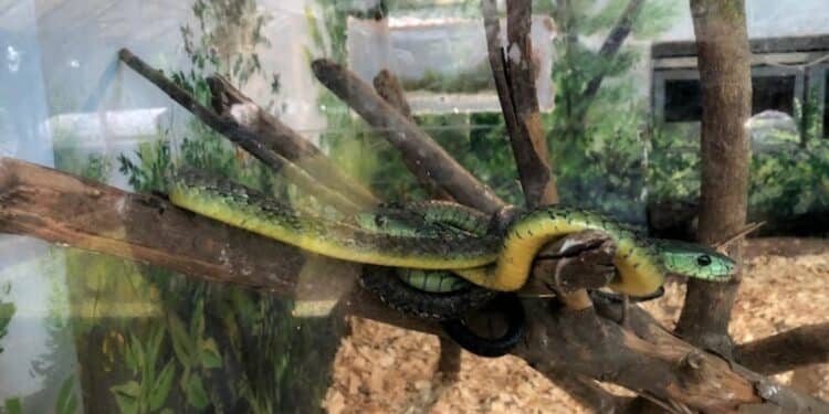 Truth Behind Lethal Reptiles Escaping From Snake Park National Museum Clarifies Reports Of Snakes Escaping From Snake Park
