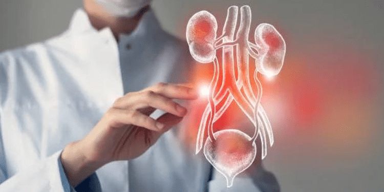More Woes For Mediheal Hospital After Calls For License Suspension A Sketch Image Of A Kidney. Photo/ Courtesy