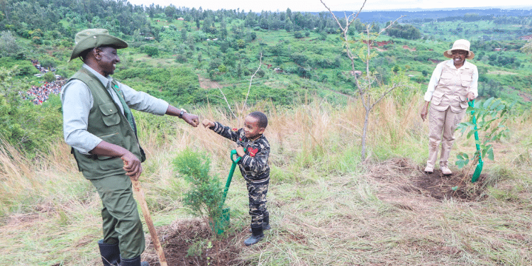Scientist Warn Against Misguided Tree Planting In Africa Scientists