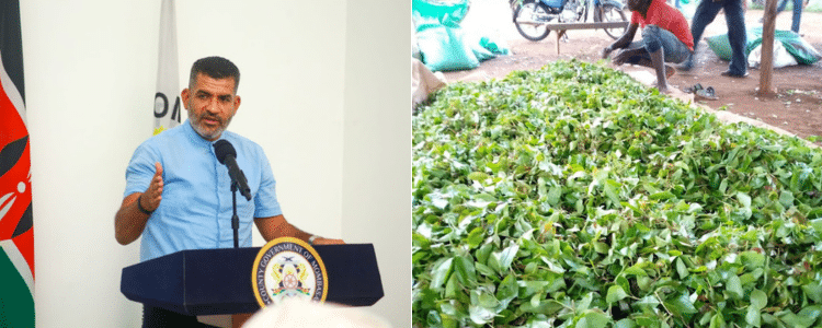 Mombasa County Bans Use And Sale Of Muguka In The County
