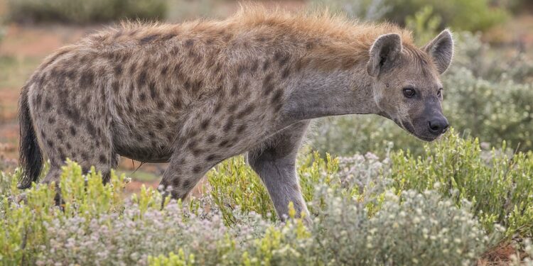 Kws Officers Were Alerted About The Roaming Hyena In Embakasi At The Kenya Police Campus.