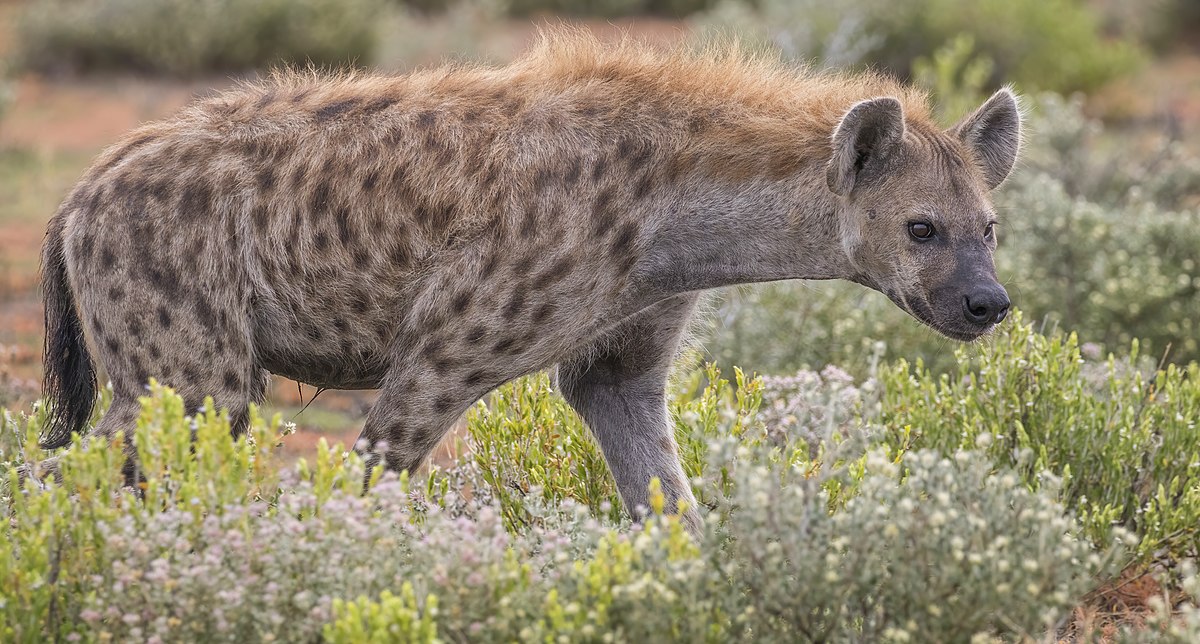 Kws Officers Were Alerted About The Roaming Hyena In Embakasi At The Kenya Police Campus.