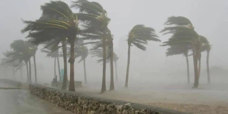 A Photo Showing The Effects Of A Past Wind Storm.