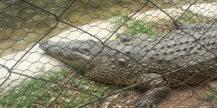 Truth Behind Lethal Reptiles Escaping From Snake Park National Museum Clarifies Reports Of Snakes Escaping From Snake Park
