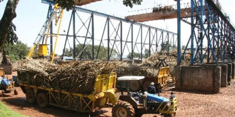 Rucks Deliver Sugar Cane At Nzoia.