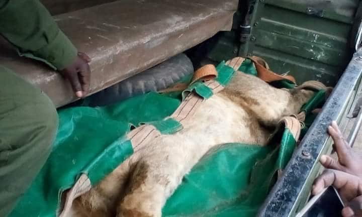 Kws Addresses Lion Sighting Concerns In Langata